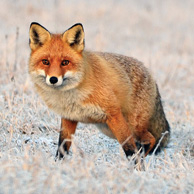 Winterfuchs
