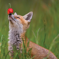 Parfüm - Fuchs