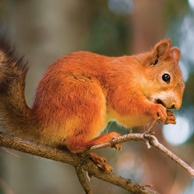 Eichhörnchen