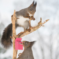 Eichhörnchen und ein Briefkasten