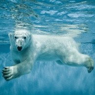 Eisbär