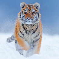 Tiger im Schnee