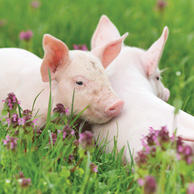 Zwei Schweine