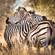 Zwei Zebras