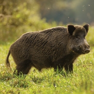 Wildschwein