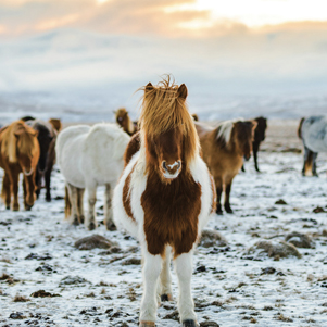 Winterponys