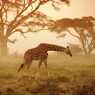 Junge Giraffe