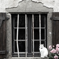 Weiße Katze & Rosen