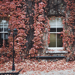 Herbst-Kamera