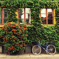 Blaues Fahrrad und Efeu