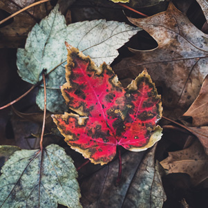 Rotes Blatt
