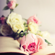 Rosen und ein altes Buch