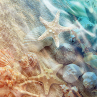 Muscheln im Wasser