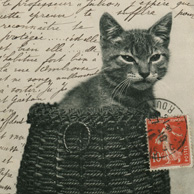 Katze im Korb