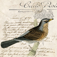 Collage mit Vogel