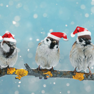 Weihnachtsvögel