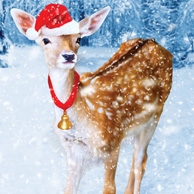 Weihnachten Rehwild