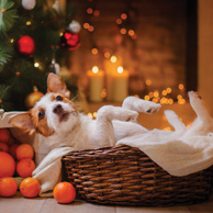 Hund und Weihnachtsbaum
